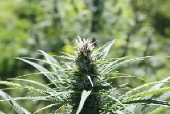 Pesquisadores destacam obstáculos para estudos científicos com cannabis no Brasil e defendem regulamentação