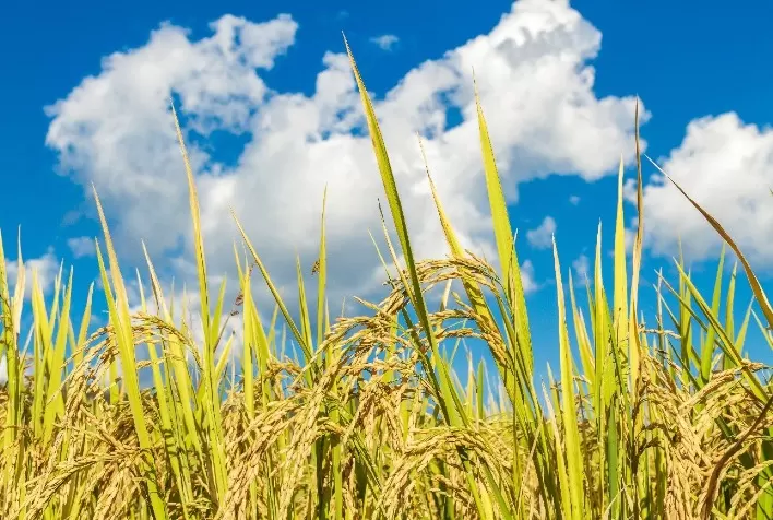 Josapar celebra Dia Internacional do Arroz com práticas sustentáveis e consumo consciente