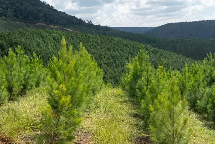 Paraná sedia workshop da Expedição Silvicultura para debater inovação e produtividade em florestas plantadas