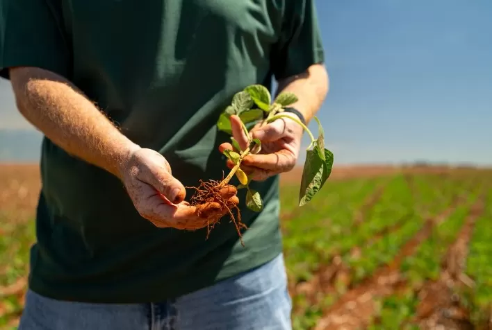 Irregularidade das chuvas compromete desenvolvimento da soja e acende alerta para o milho em Mato Grosso
