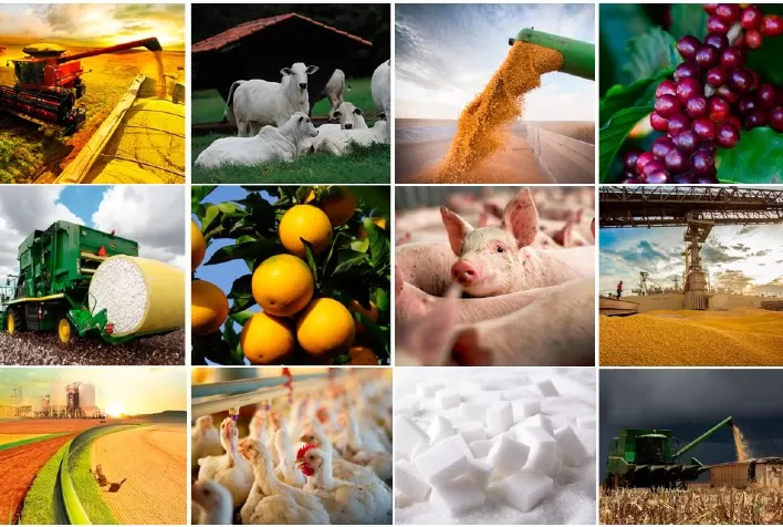 Mercado agrícola mantém ritmo previsto e confirma expectativas de desempenho
