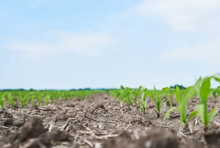 Plantio do milho de verão 2025/26 avança no Centro-Sul e alcança 61,8% da área prevista, aponta Safras & Mercado