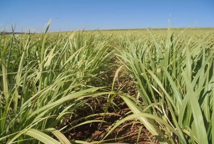 UFSCar lança 18 novas variedades de cana com foco em produtividade e sustentabilidade