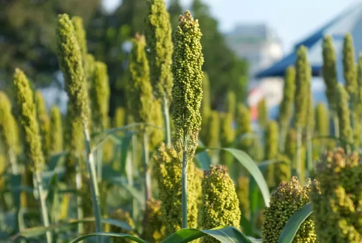 Santa Catarina amplia incentivo ao cultivo de sorgo granífero para produção de ração animal