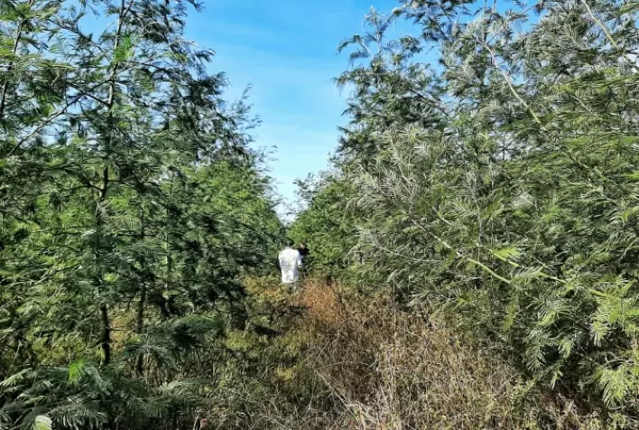 Produção de acácia-negra, eucalipto e pínus mantém estabilidade no RS, com manejo focado em toras menores