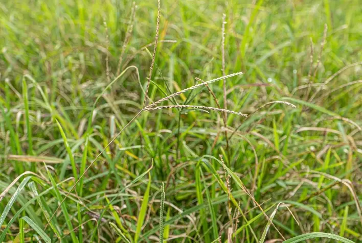 Capim-pé-de-galinha ameaça lavouras de algodão e exige manejo integrado para manter produtividade
