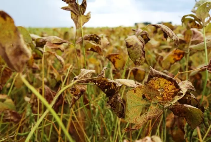 Previsão climática favorece ferrugem asiática e reforça necessidade de manejo eficiente na soja