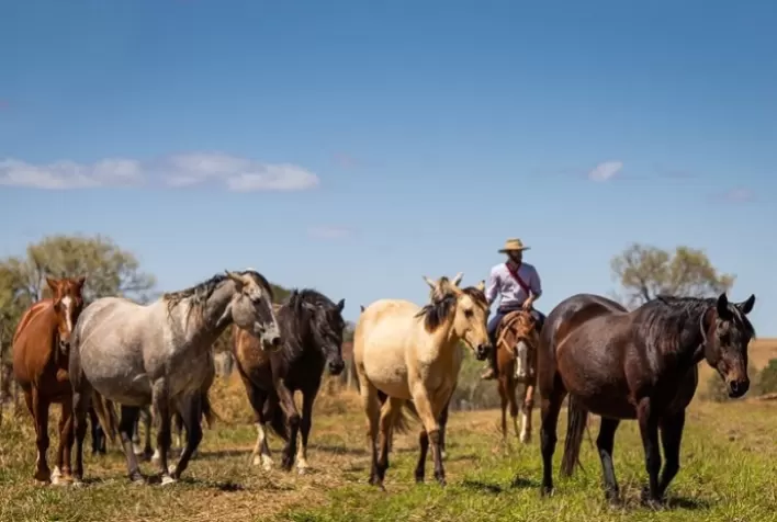CNA lança questionário para mapear população de equídeos no Brasil