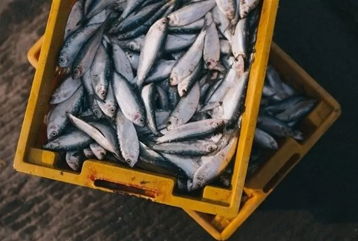 Brasil amplia presença internacional com novas aberturas de mercado na Malásia e em Burkina Faso
