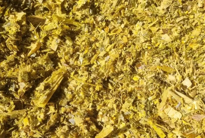 Silagem de qualidade: do corte ao armazenamento, cuidados são essenciais para a produtividade bovina