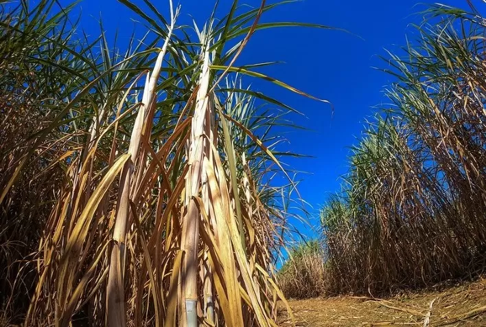 Manejo de plantas daninhas pós-seca é essencial para canaviais mais produtivos, aponta especialista