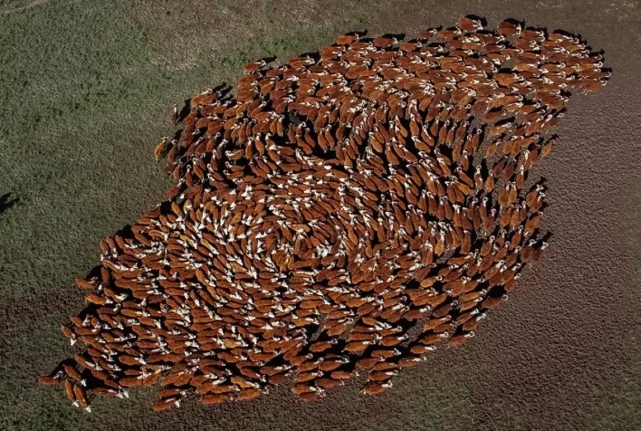 ABHB alcança um milhão de registros de animais Hereford e Braford no Brasil