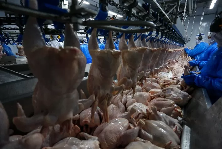 Retomada das exportações de frango para a Malásia impulsiona economia do Paraná
