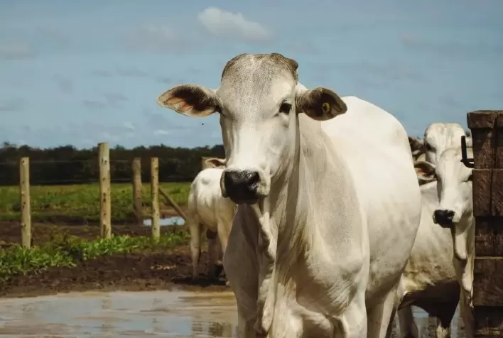 Brasil destaca protagonismo sustentável da pecuária no World Meat Congress 2025, em Cuiabá