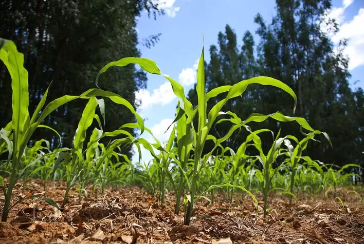 Plantio da safra de milho 2025/26 no Centro-Sul do Brasil alcança 67,8% da área prevista, aponta Safras