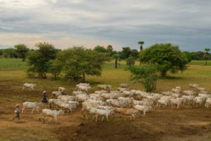 Pecuária de Mato Grosso investe em rastreabilidade e sustentabilidade para agregar valor à carne