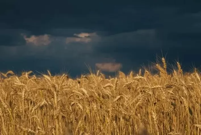 Clima favorece colheita e qualidade do trigo no Sul, mas preços seguem em queda com safra cheia