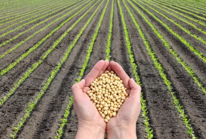 Semeadura da soja avança em Mato Grosso, mas clima ainda traz preocupação aos produtores