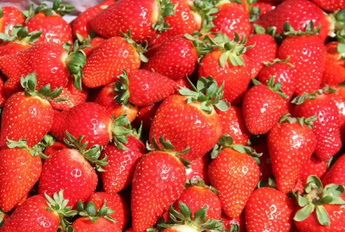 Cultivar Fênix dobra a produção de mudas de morango em dois anos e consolida presença em várias regiões do Brasil