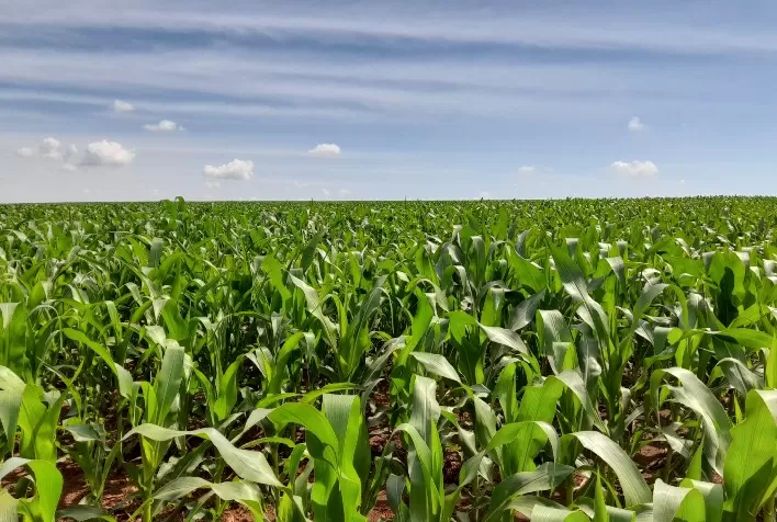 Produção de milho no Mercosul deve crescer 8,2 milhões de toneladas na safra 2025/26, aponta Céleres