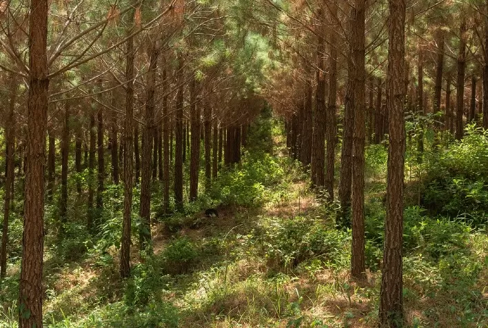 Silvicultura ganha destaque na COP30 como aliada estratégica no combate às mudanças climáticas e no desenvolvimento sustentável