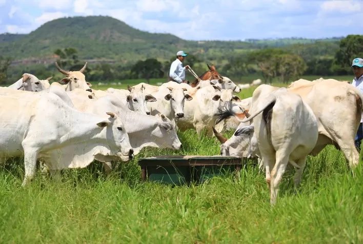 Reposição e vaca gorda registram alta acima do boi gordo, aponta Cepea