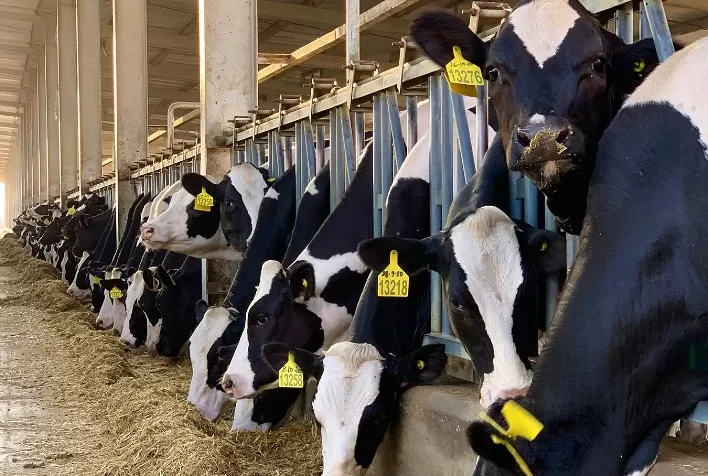 Moscas domésticas prejudicam produção e qualidade do leite, alertam especialistas