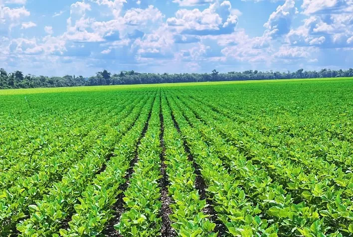 Produtores de Mato Grosso conquistam reconhecimento internacional com soja certificada