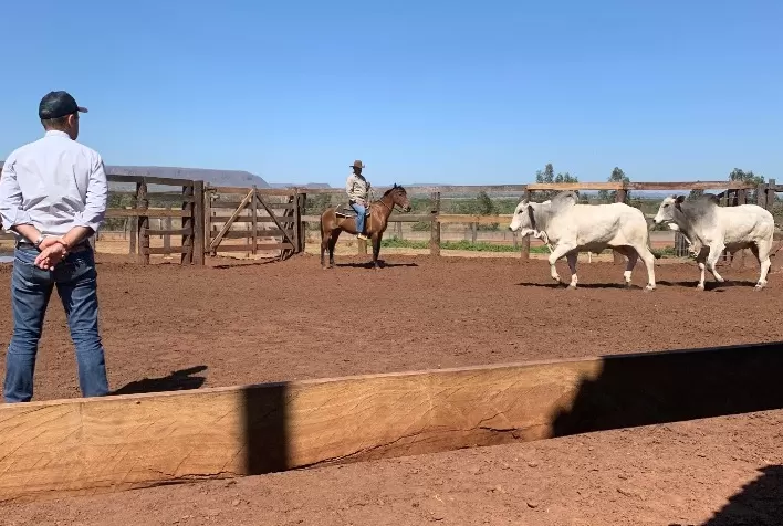 CFM realiza último leilão de touros Nelore de 2025 no dia 10 de novembro