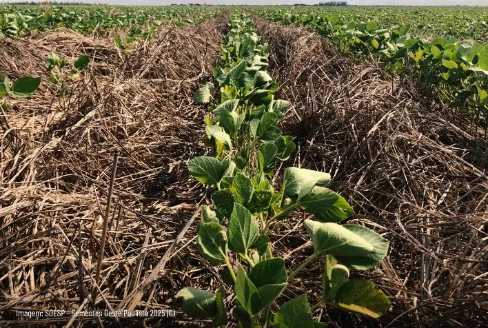 Forrageiras fortalecem fertilidade do solo e aumentam produtividade na safra agrícola