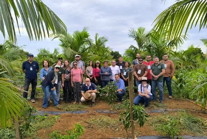 Açaí irrigado no Cerrado: pesquisa e capacitação impulsionam cultivo sustentável