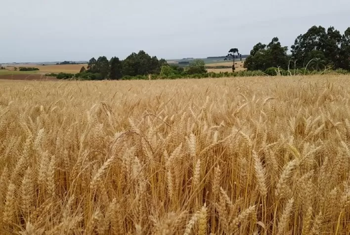 Chuvas e fungo giberella desafiam safra de trigo no RS, mas produção deve alcançar 3,7 milhões de toneladas