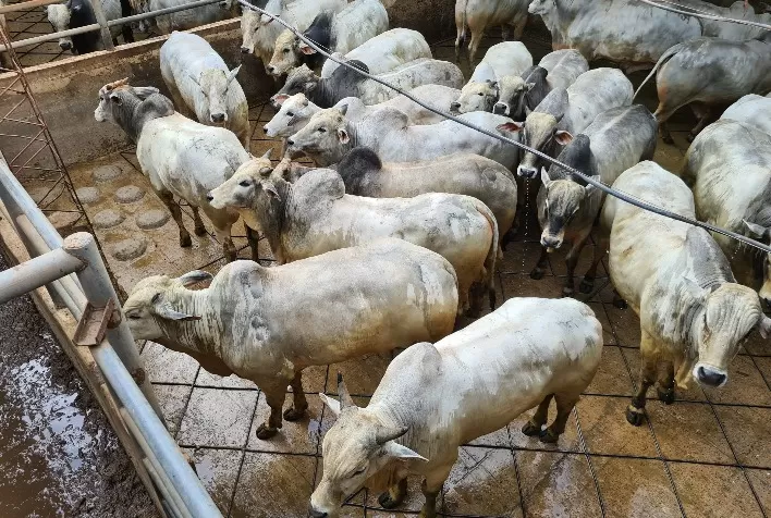 Circuito Nelore de Qualidade avalia mais de 600 animais durante etapa internacional na Bolívia