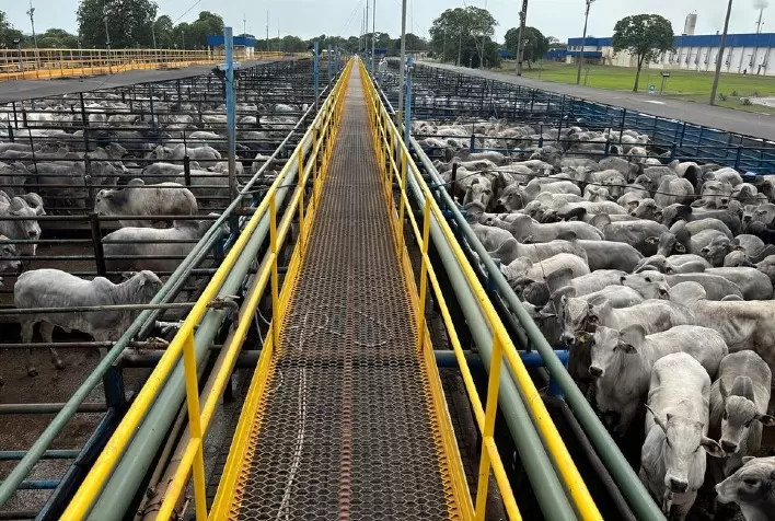 Circuito Nelore de Qualidade bate recorde em Mozarlândia (GO) com 6.550 animais avaliados
