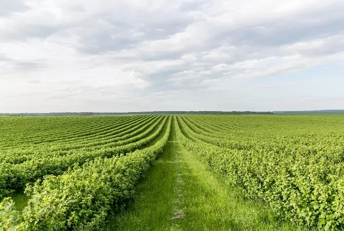 Pressões ambientais internacionais reacendem debate sobre limites da autorregulação no agronegócio