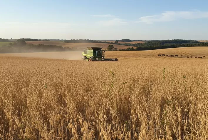 Colheita da aveia-branca avança no Rio Grande do Sul com boa qualidade e produtividade estável