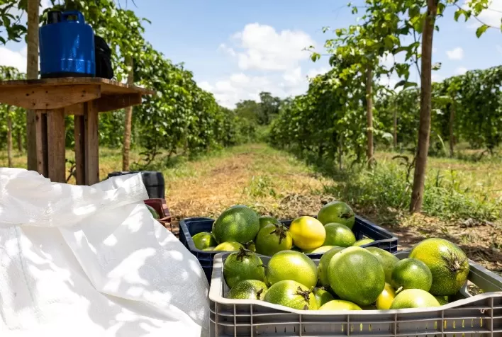 Codevasf e FAO fortalecem parceria para ampliar irrigação sustentável e apoiar agricultura familiar no Brasil