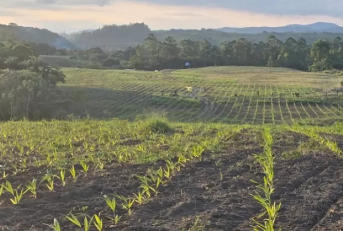 Palmito pupunha do Vale do Ribeira recebe selo de Indicação Geográfica e reforça tradição sustentável da região