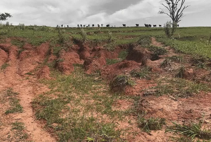 Recuperação de pastagens degradadas avança e promete impulsionar sustentabilidade e produtividade no agro