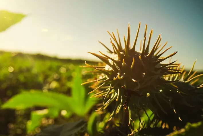 Mamona ganha destaque na recuperação de solos degradados e impulsiona a agricultura regenerativa no Cerrado