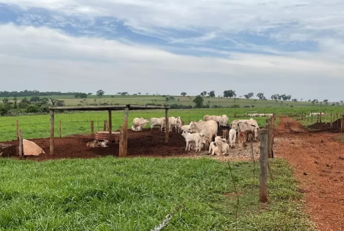 Genética CV Nelore Mocho é destaque em pesquisa da USP sobre qualidade da carne bovina