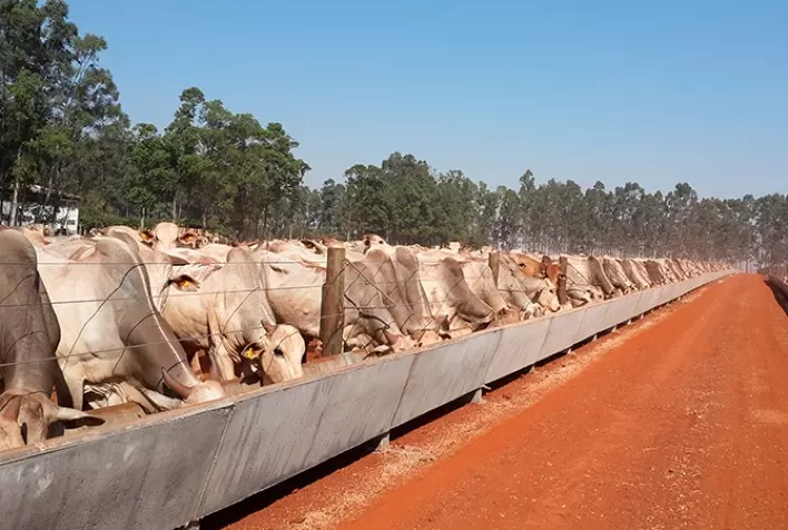 Confinamento de bovinos cresce em Mato Grosso, mas metade dos pecuaristas migra para outros sistemas