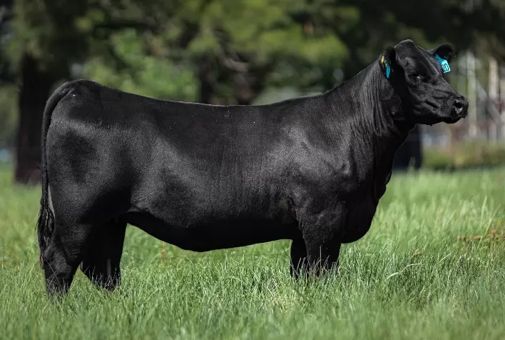 Leilão Catel 2025 reúne terneiras Angus, Brangus e Ultrablack selecionadas em parceria entre Rincon e Reconquista