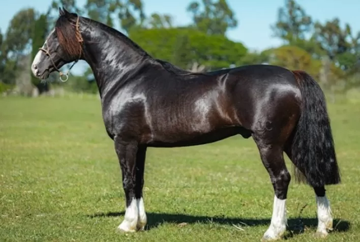 Leilão Santa Angélica e Estribillo destaca genética Crioula premiada e oferta diversificada de animais