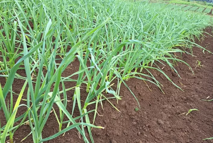 Biotecnologia impulsiona produção de alho no Brasil e amplia rentabilidade do produtor
