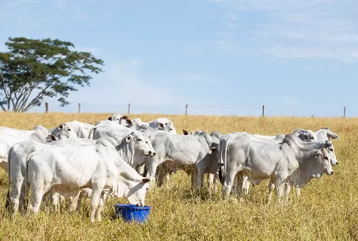 De Heus reforça presença na pecuária do Norte com novo gestor regional e tecnologias de nutrição animal avançadas