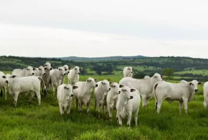 Zoetis destaca avanços em reprodução bovina no GERAR Corte 2025 e reforça oportunidades diante do mercado aquecido