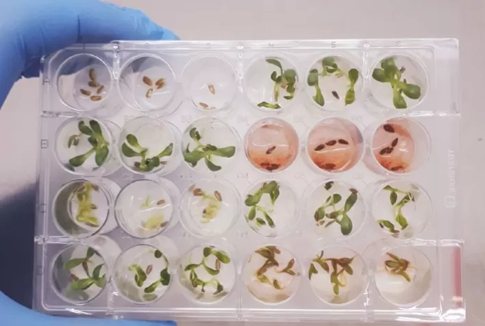 Pesquisadores descobrem substância inédita com potencial superior ao glifosato para uso em bioinsumos agrícolas