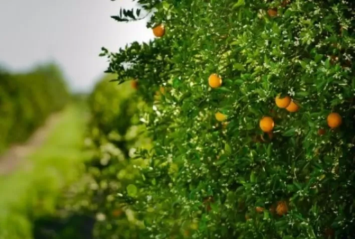 Chuvas beneficiam safra de citros, mas ventos e granizo preocupam produtores