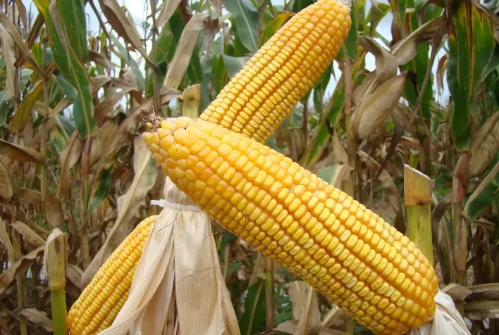 Mercado de milho avança com demanda interna aquecida, mas negociações seguem lentas nas principais regiões produtoras